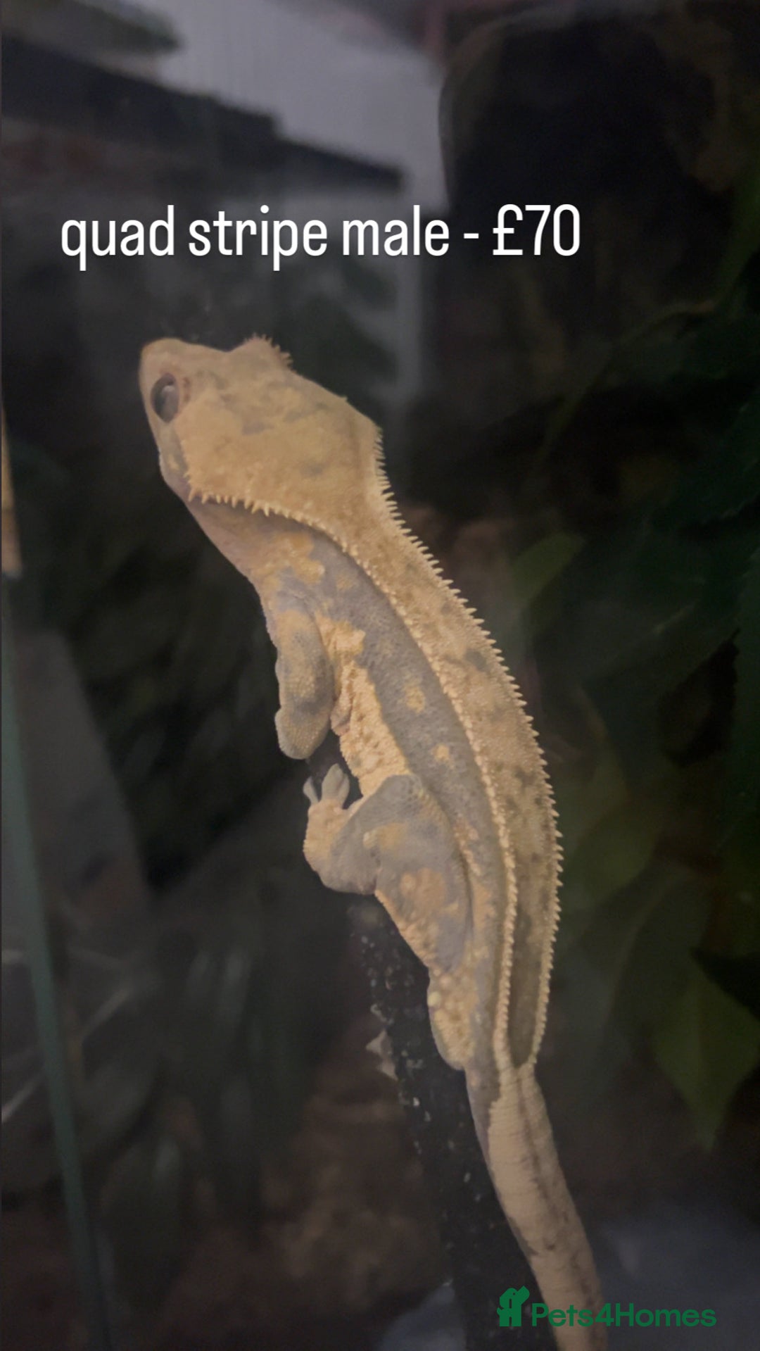 Mixed Breed reptiles for sale: Multiple Reptiles - Advert 2