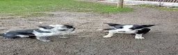 Mixed Breed dogs for sale: 2 lovely working collie/kelpie male puppies 4 sale - Advert 8