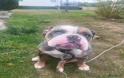 Old Tyme Bulldog dogs for sale: Della - old tyme bulldog  - Image 13
