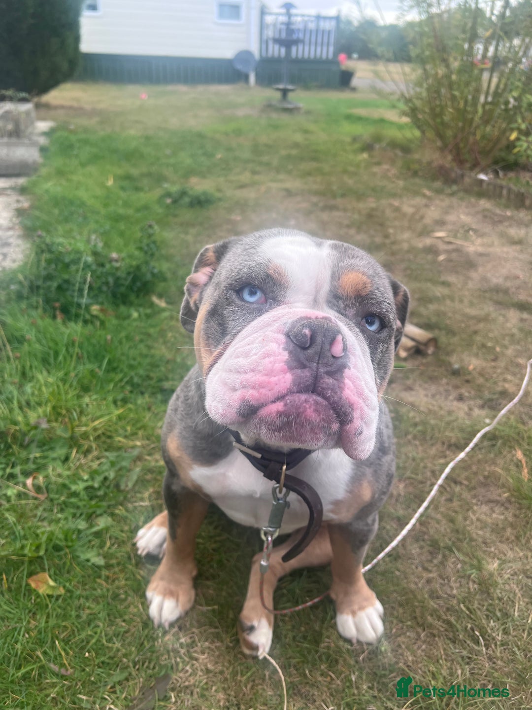 Old Tyme Bulldog dogs for sale: Della - old tyme bulldog  - Image 13
