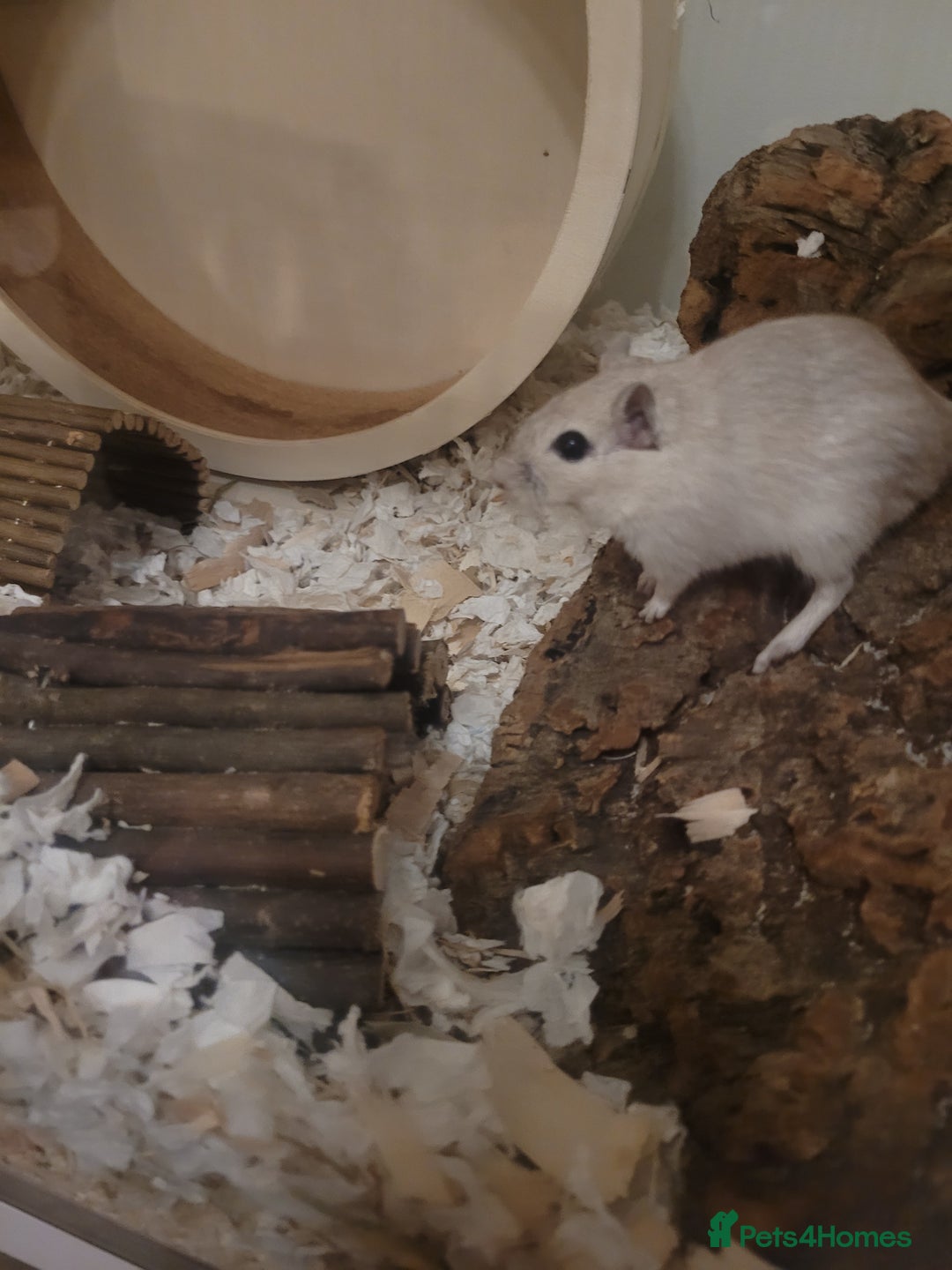 Gerbil rodents for sale: 🐾 Lonely Gerbil Seeking Friend – Meet Snow! 🐾 - Image 2