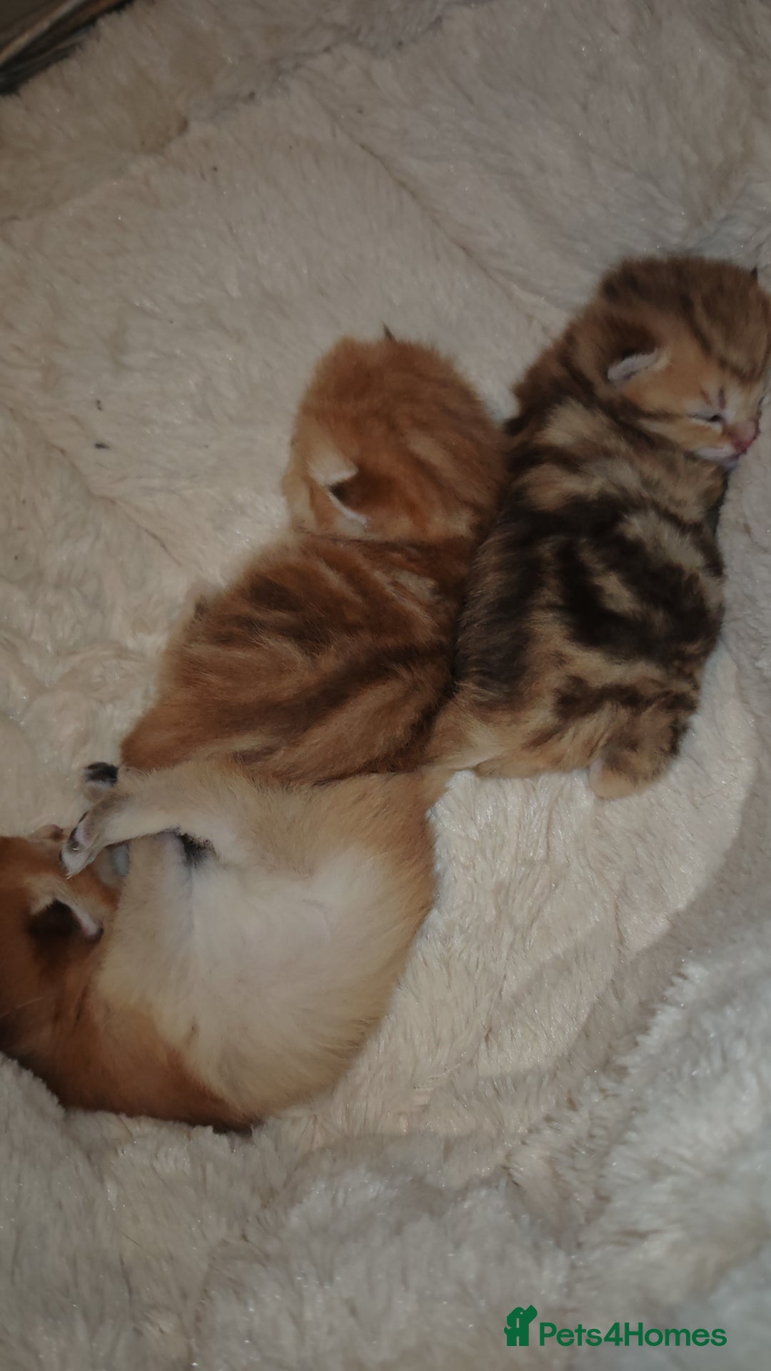 British Shorthair cats for sale: Stunning pedigree BSH Golden black Chinchilla  - Advert 6