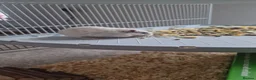 Gerbil rodents for sale: 2 paired gerbils and set up!  in Daventry - Advert 3
