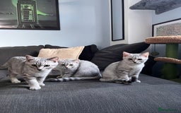British Shorthair cats for sale: Beautiful British Shorthair Kittens... - Image 26