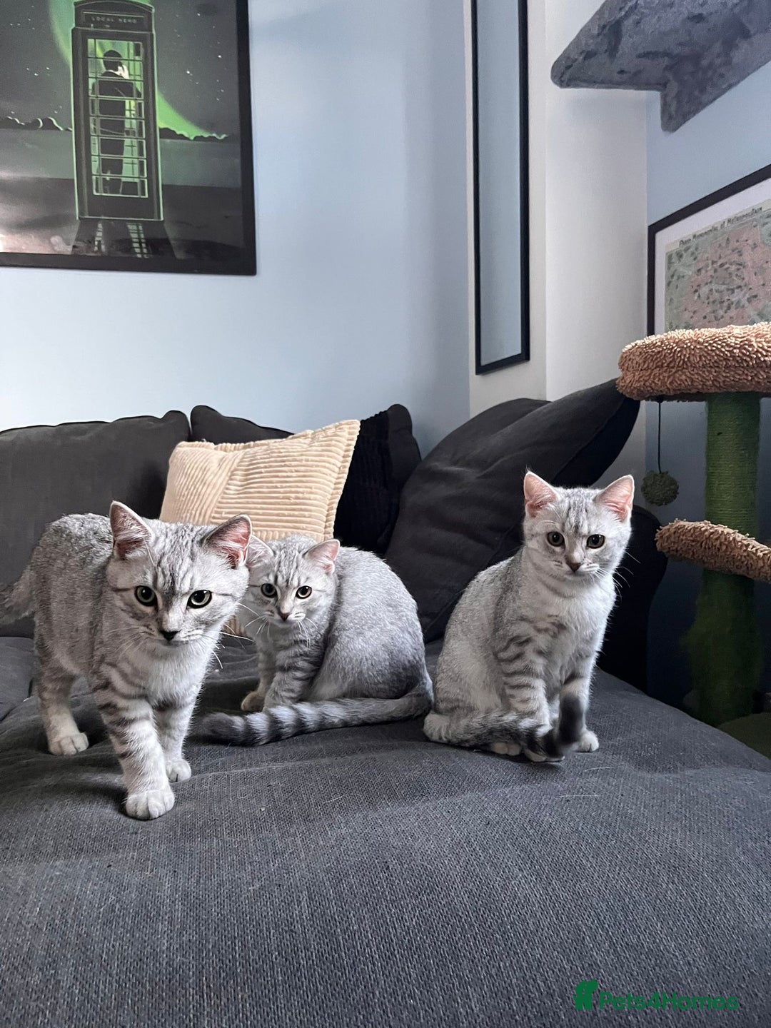 British Shorthair cats for sale: Beautiful British Shorthair Kittens... - Image 26
