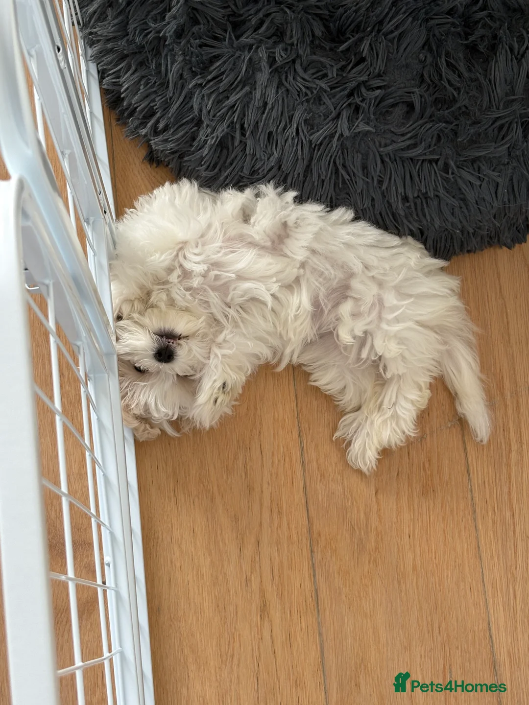 Maltipoo dogs for sale: Mochi – Looking for a Loving Forever Home 🤍 - Advert 4