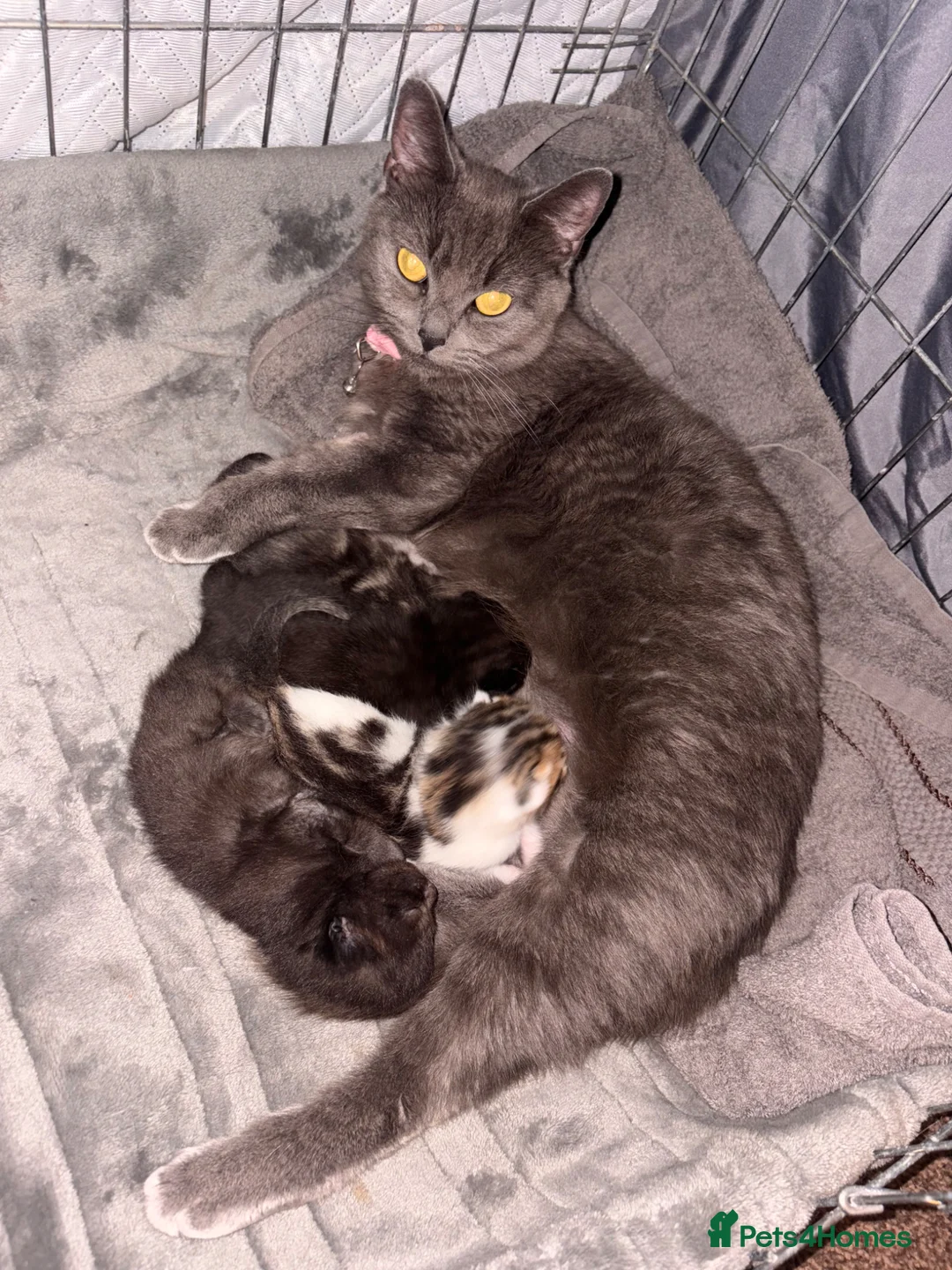 Mixed Breed cats for sale: 4 Beautiful Kittens For Sale 🥰 - Advert 2