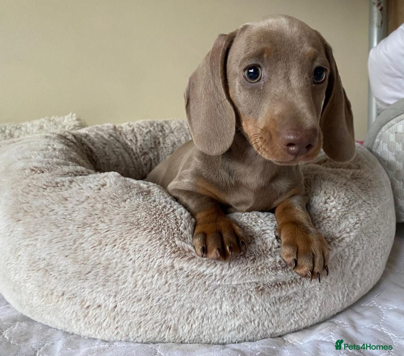 Dachshund dogs KC miniature smooth haired DNA tested dachshunds  - Advert 1