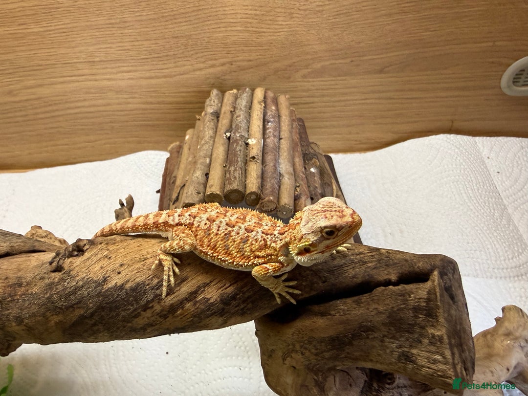 Bearded Dragon reptiles for sale: 🔥🔥🔥 BABY BEARDED DRAGONS 🔥🔥🔥 READY 2 GO 🔥🔥 - Image 11