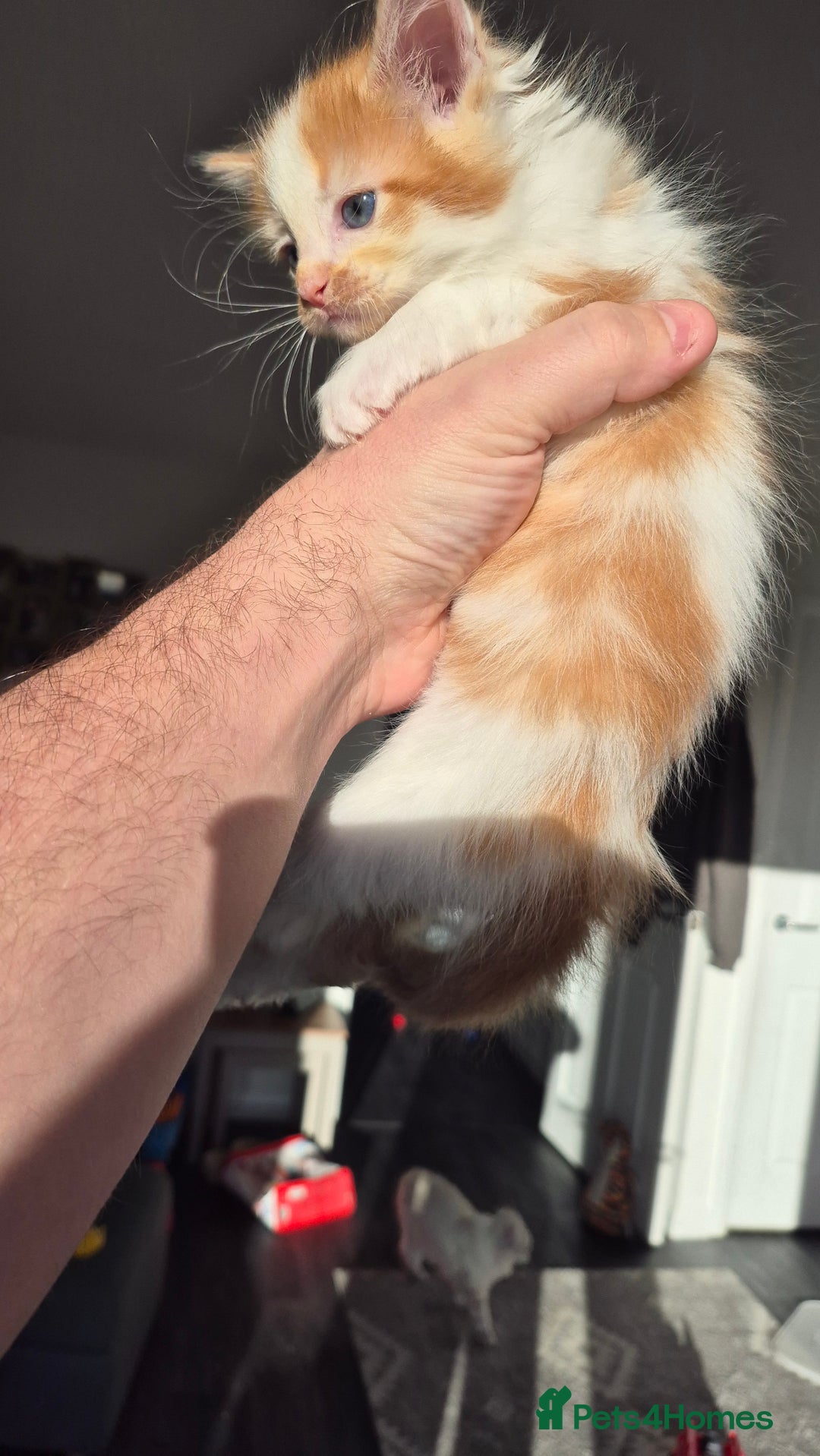 Mixed Breed cats for sale: 5 Beautiful Maine Coon/Ragdoll Kittens  - Advert 15