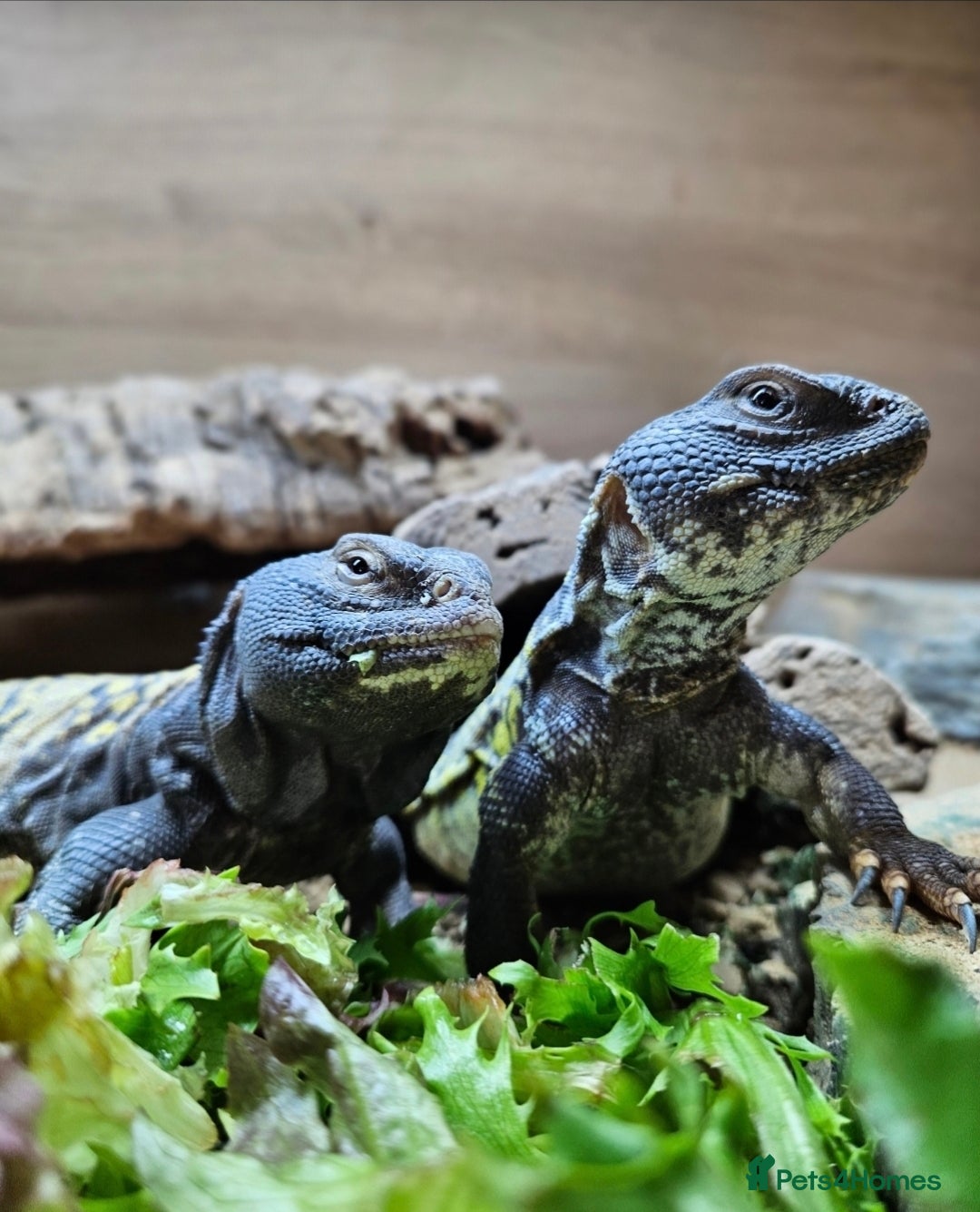 Lizard reptiles Pair of mali uromastyx - Advert 1