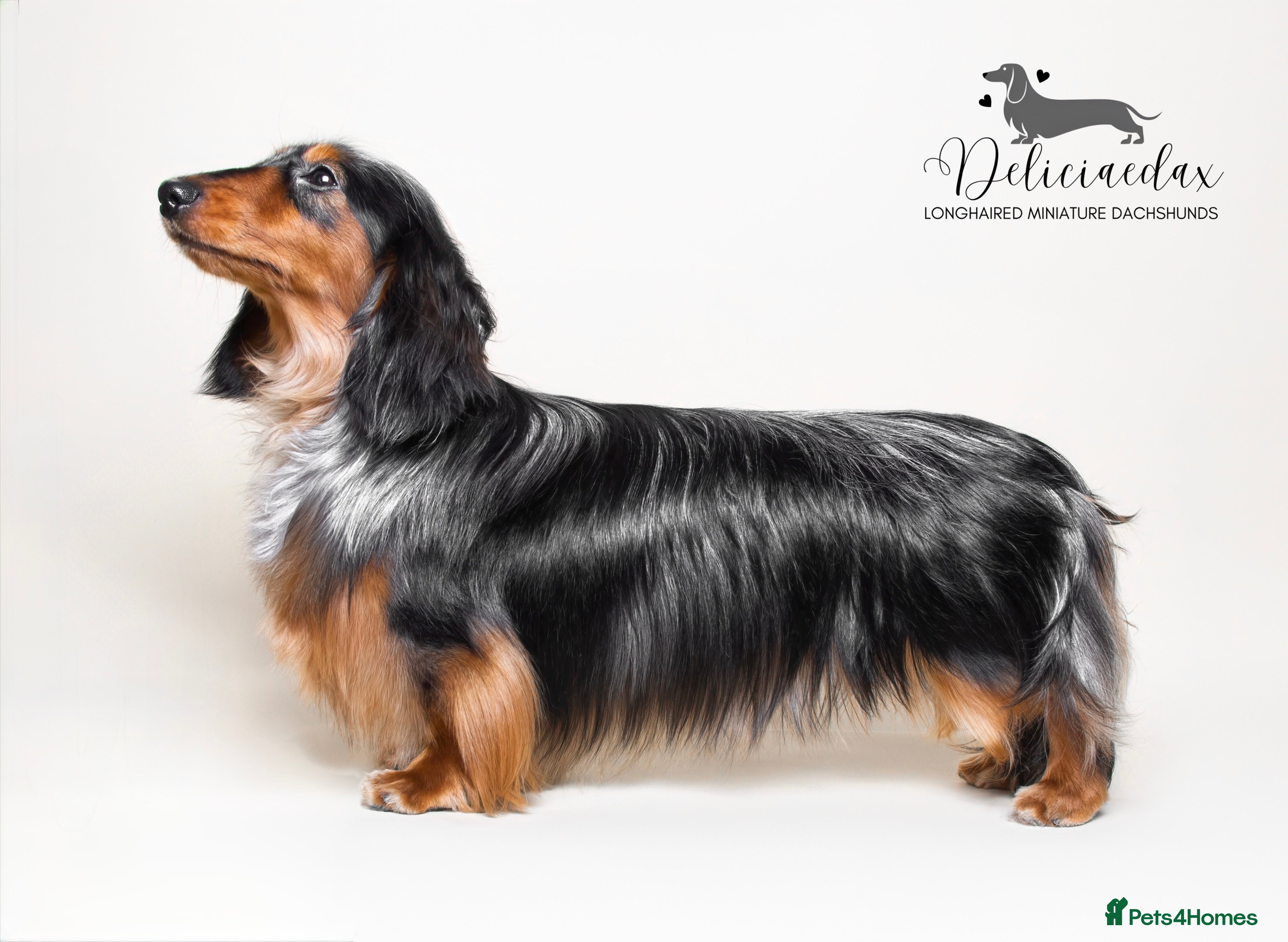 Miniature Dachshund dogs 🏆 KC REG - Health tested - International lines 🏆 in Hartlepool - Advert 4