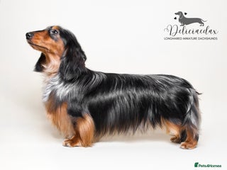 Miniature Dachshund dogs in Hartlepool - Advert 9