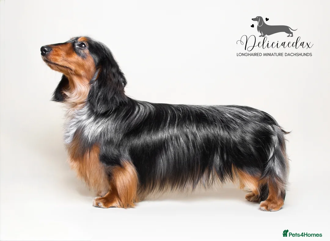 Miniature Dachshund dogs for stud: 🏆 KC REG - Health tested - International lines 🏆 in Hartlepool - Advert 1