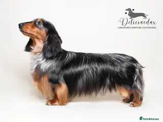 Miniature Dachshund dogs 🏆 KC REG - Health tested - International lines 🏆 in Hartlepool - Advert 6