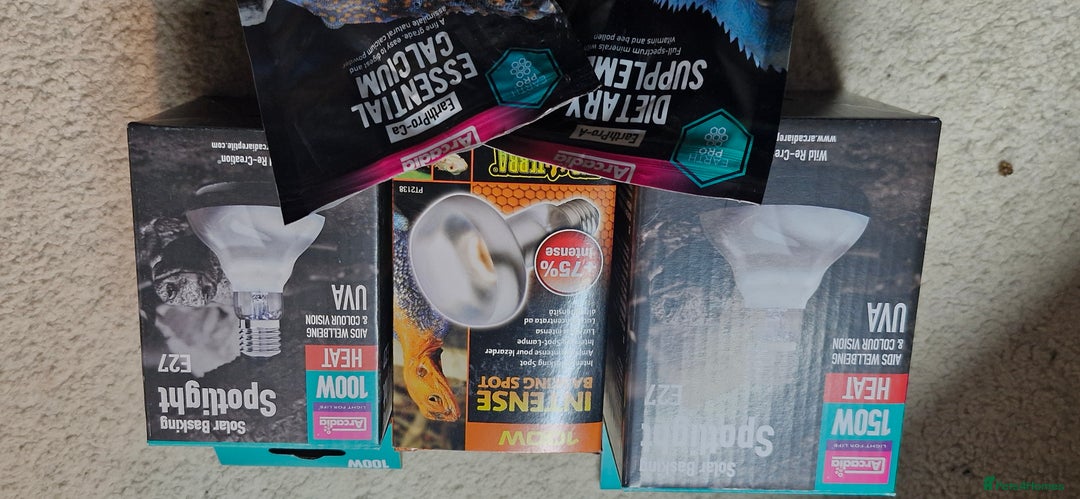 Bearded Dragon reptiles for sale: Bearded dragon - Advert 7