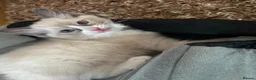 Ragdoll cats for sale: Beautiful pure Ragdolls Female and Male - Advert 14