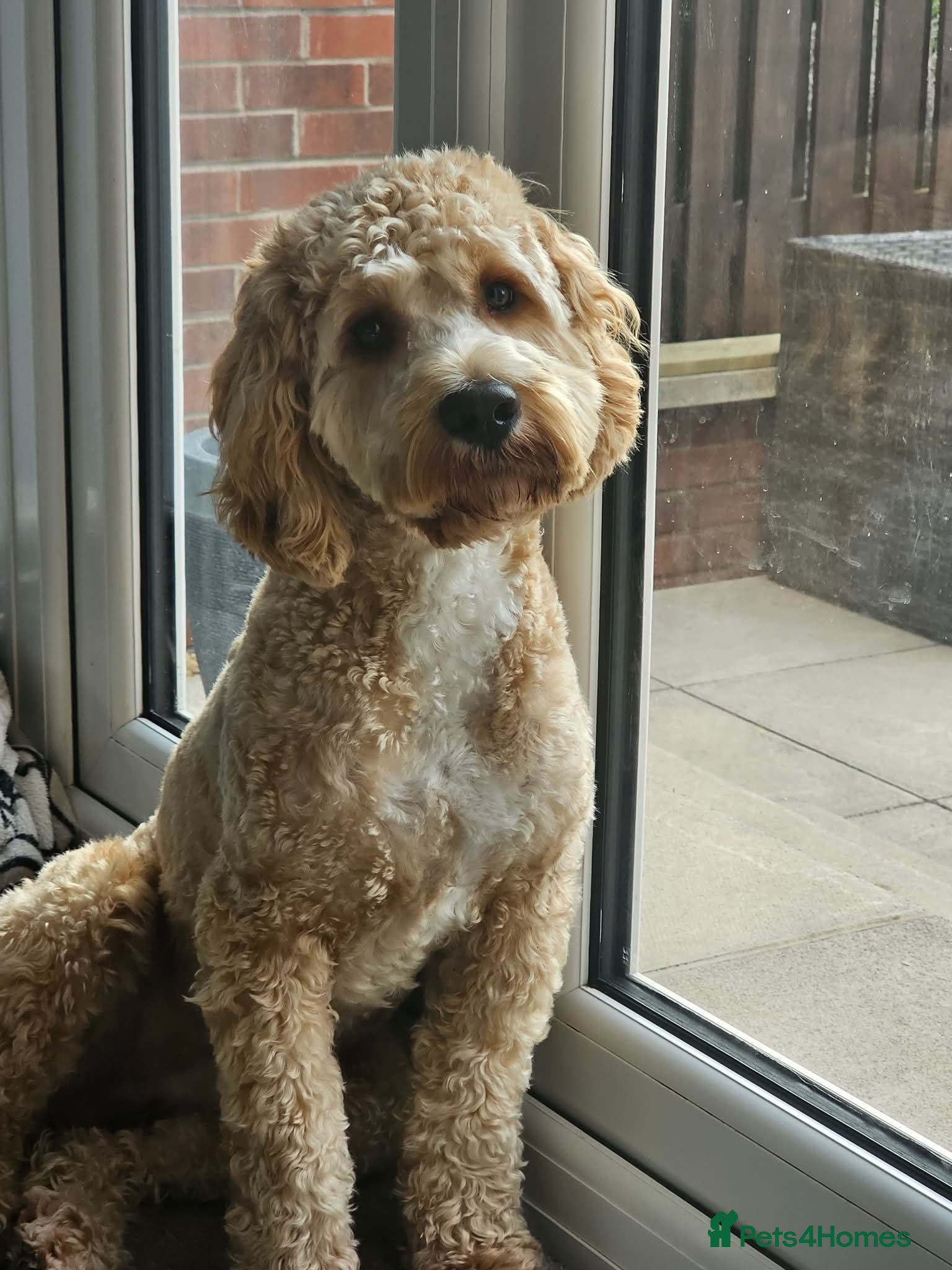 Cockapoo dogs Male cockapoo  - Advert 1