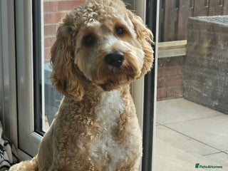 Cockapoo dogs Male cockapoo - Advert 1