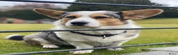 Welsh Corgi Cardigan dogs for stud: Merle Welsh Cardigan Corgi in Macclesfield - Advert 5