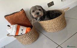 Shichon dogs for stud: Shicon for stud - Advert 3