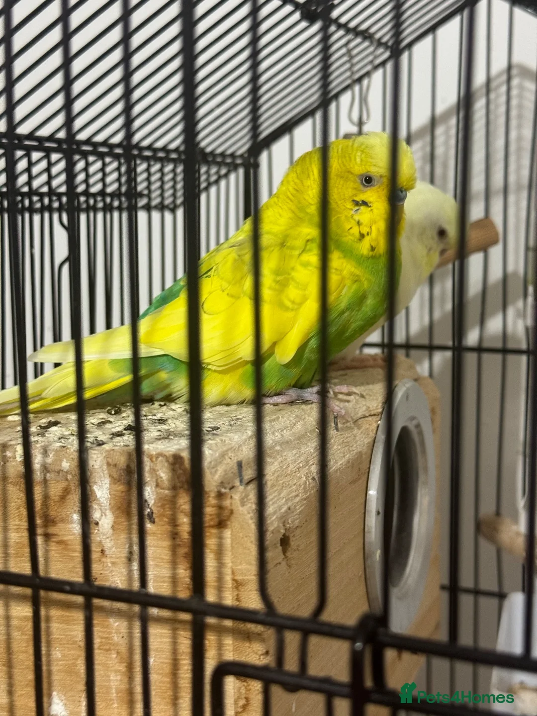 Budgerigars birds for sale: Pair of Budgies for Sale with Cage in Halifax - Advert 2