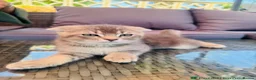 Scottish Fold cats for sale: ✨Kittens looking for forever home ✨ - Advert 7