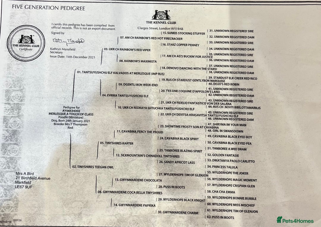 Cavapoo dogs for sale: Stunning chunky cavapoos - Advert 14