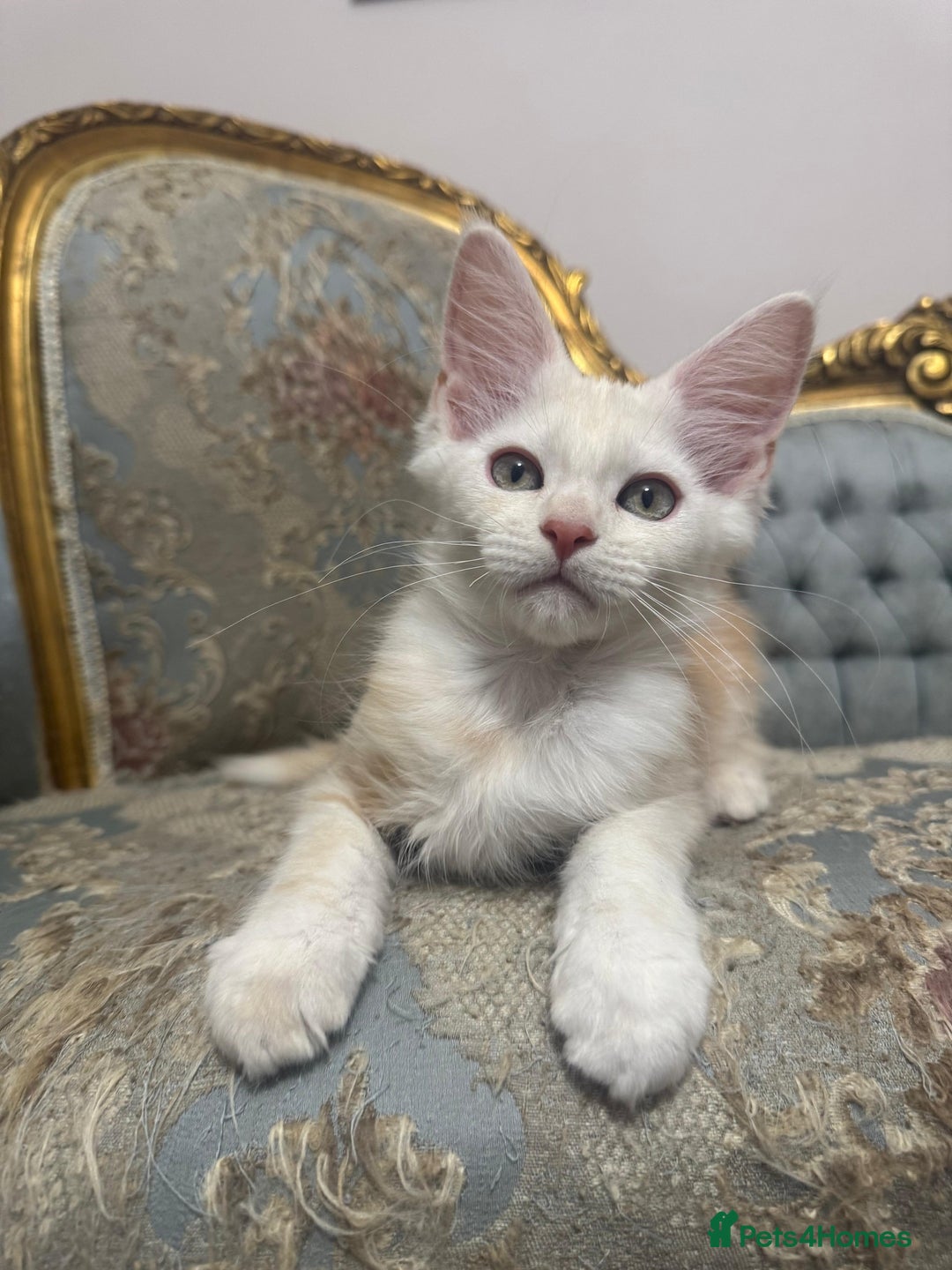 Maine Coon cats for sale: Maine Coon Kittens 🏆 20+ gen 🧬 pedigree 🎄🎄🎄 - Advert 1