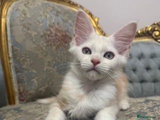 Maine Coon cats Maine Coon Kittens with Elite Heritage 🌟🌟🌟🌟🌟 - Advert 6