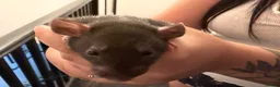 Rat rodents for sale: Adorable baby dumbo rats  - Advert 10