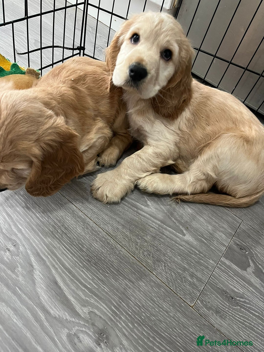 Cocker Spaniel dogs for sale: Cocker spaniel  - Advert 4