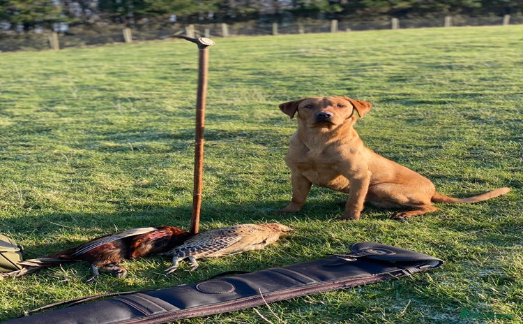 Labrador Retriever dogs - Advert 1