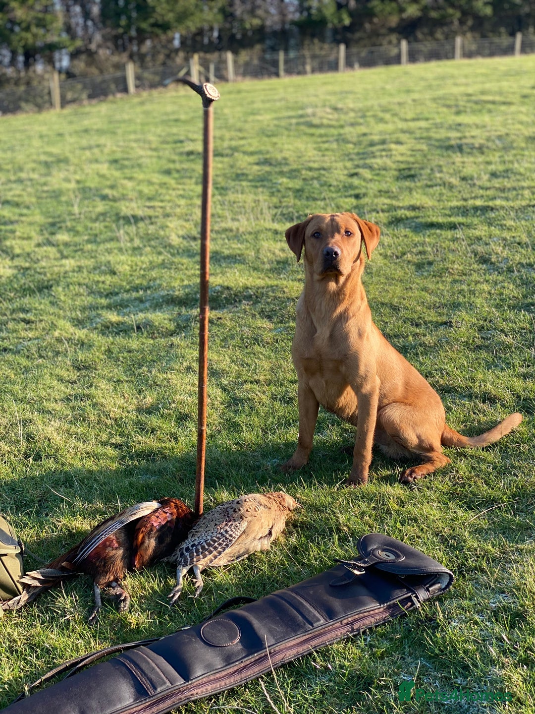Labrador Retriever dogs for stud: Fox Red Labrador at stud KC Health tested  - Image 1