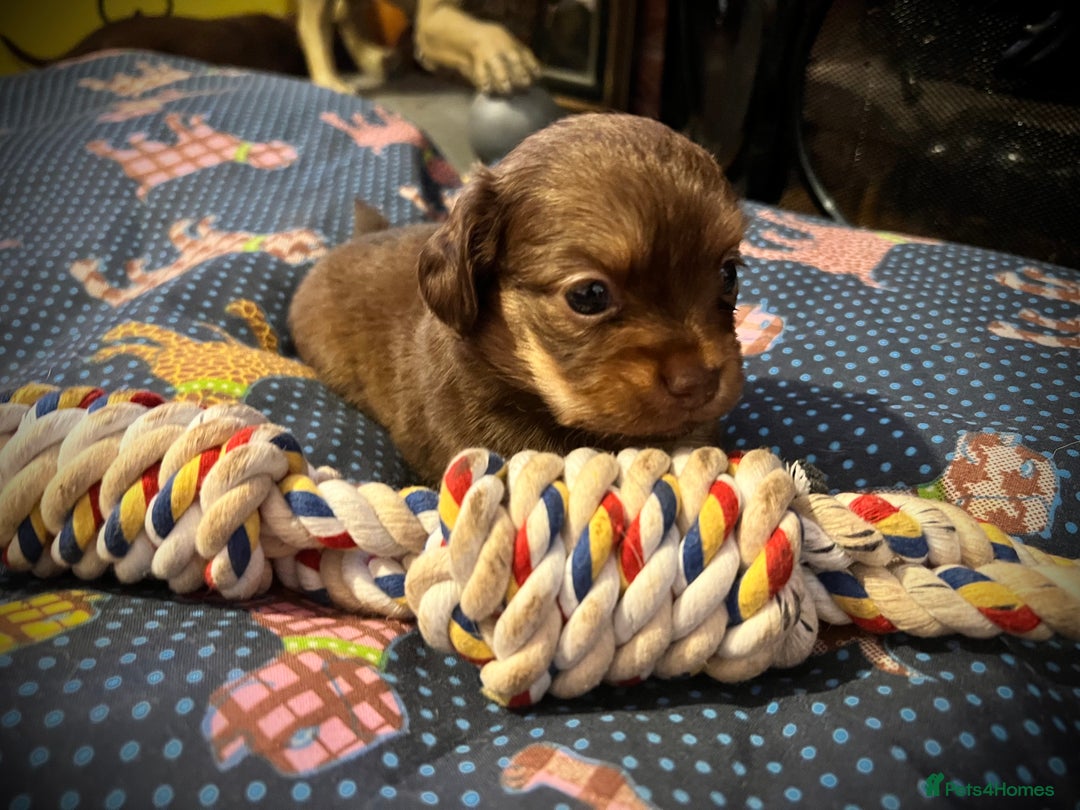 Miniature Dachshund dogs for sale: Stunning full pedigree Miniature Dachshunds  - Image 7