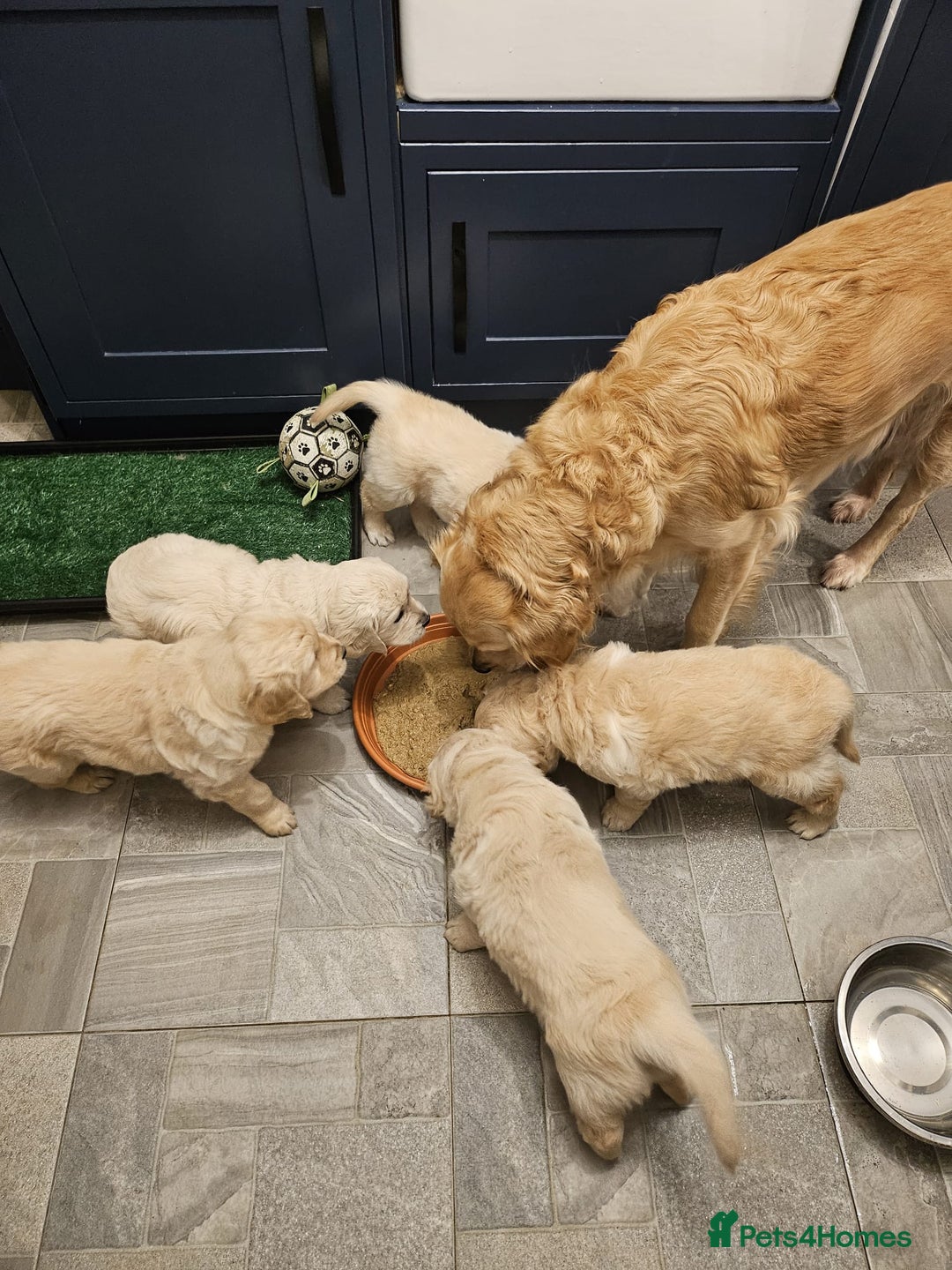 Golden Retriever dogs for stud: Enzo KC registered Stud dog  - Advert 13