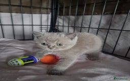 British Shorthair cats for sale: Lilac & Blue BSH Kittens Healthy GCCF Pedigree  - Image 15