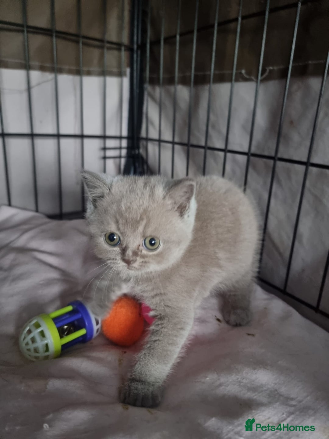 British Shorthair cats for sale: Lilac & Blue BSH Kittens Healthy GCCF Pedigree  - Image 15