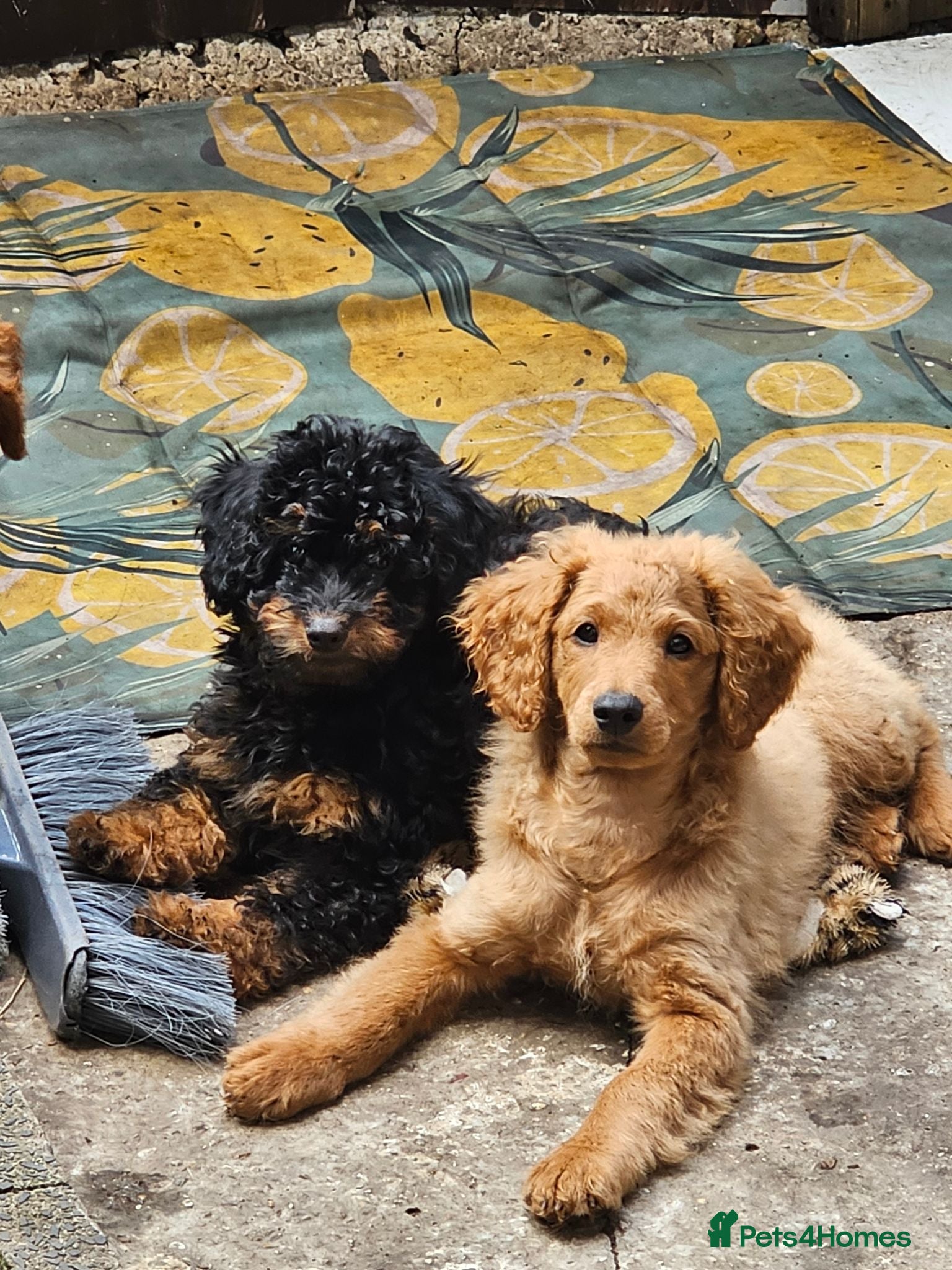 Cavapoo dogs 3 F1B Cavapoo Puppies Looking for Loving Homes 🐾 - Advert 6