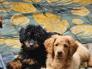 Cavapoo dogs 3 F1B Cavapoo Puppies Looking for Loving Homes 🐾 - Advert 6