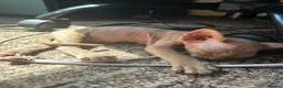 Sphynx cats for sale: 5 Canadian Sphynx kittens for sale - Advert 37