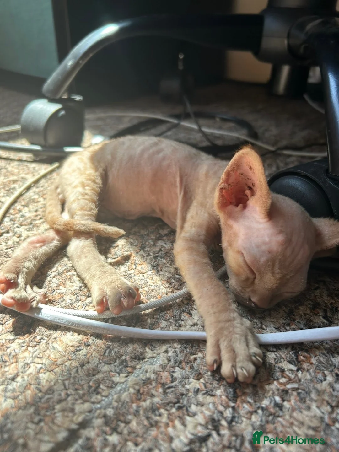Sphynx cats for sale: 5 Canadian Sphynx kittens for sale - Advert 37