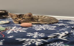 Mixed Breed cats for sale: Gorgeous mixed breed kittens for sale  - Image 10