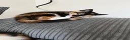 Domestic Shorthair cats for sale: Selling domestic kittens (calico kittens) in Livingston - Advert 14