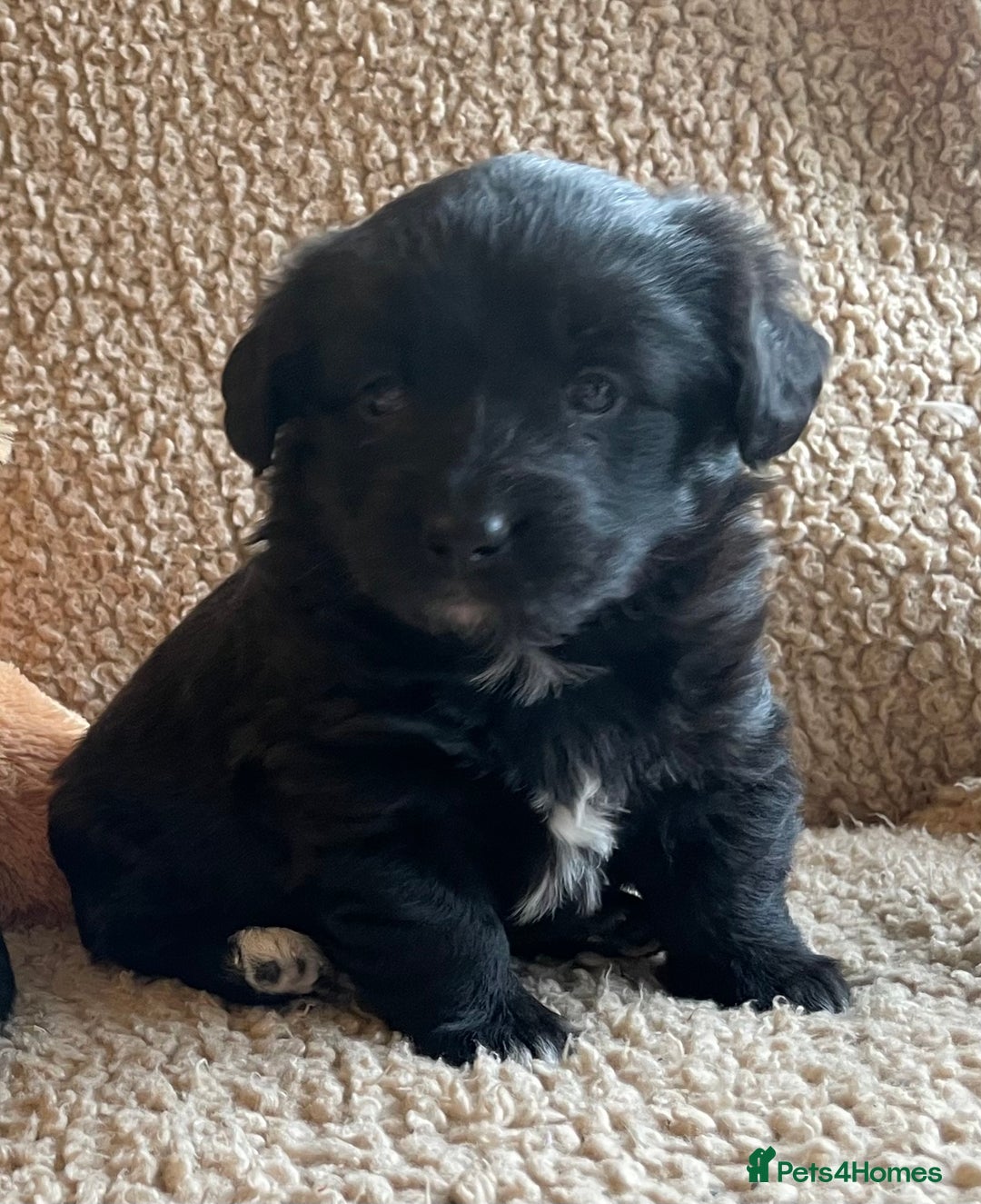 Mixed Breed dogs for sale: Corgipoo 🐾🐶 - Advert 5