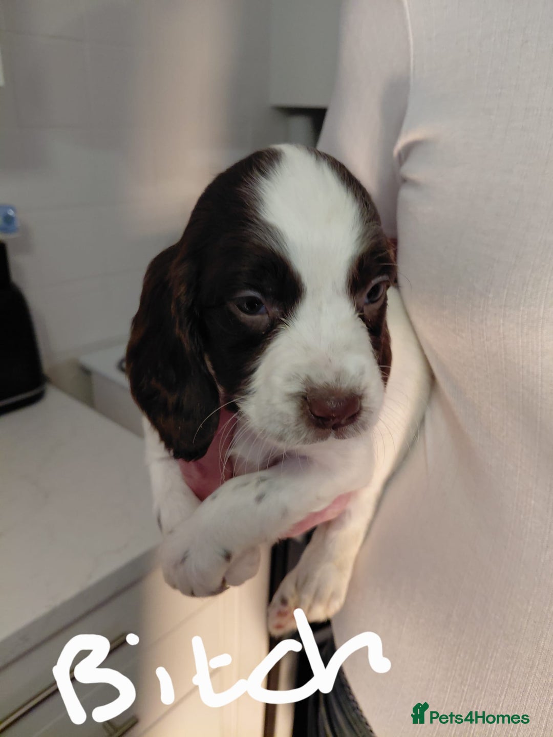 Cocker Spaniel dogs for sale: 3 little babies looking for forever homes  - Advert 6