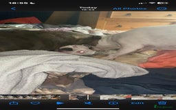 Staffordshire Bull Terrier dogs for stud: White Male Staffy for Stud (Free) - Image 15