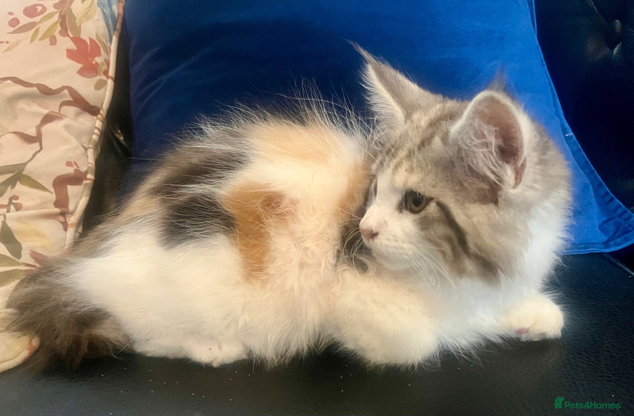 Maine Coon cats Maine Coon Calico Female Kitten - Advert 15