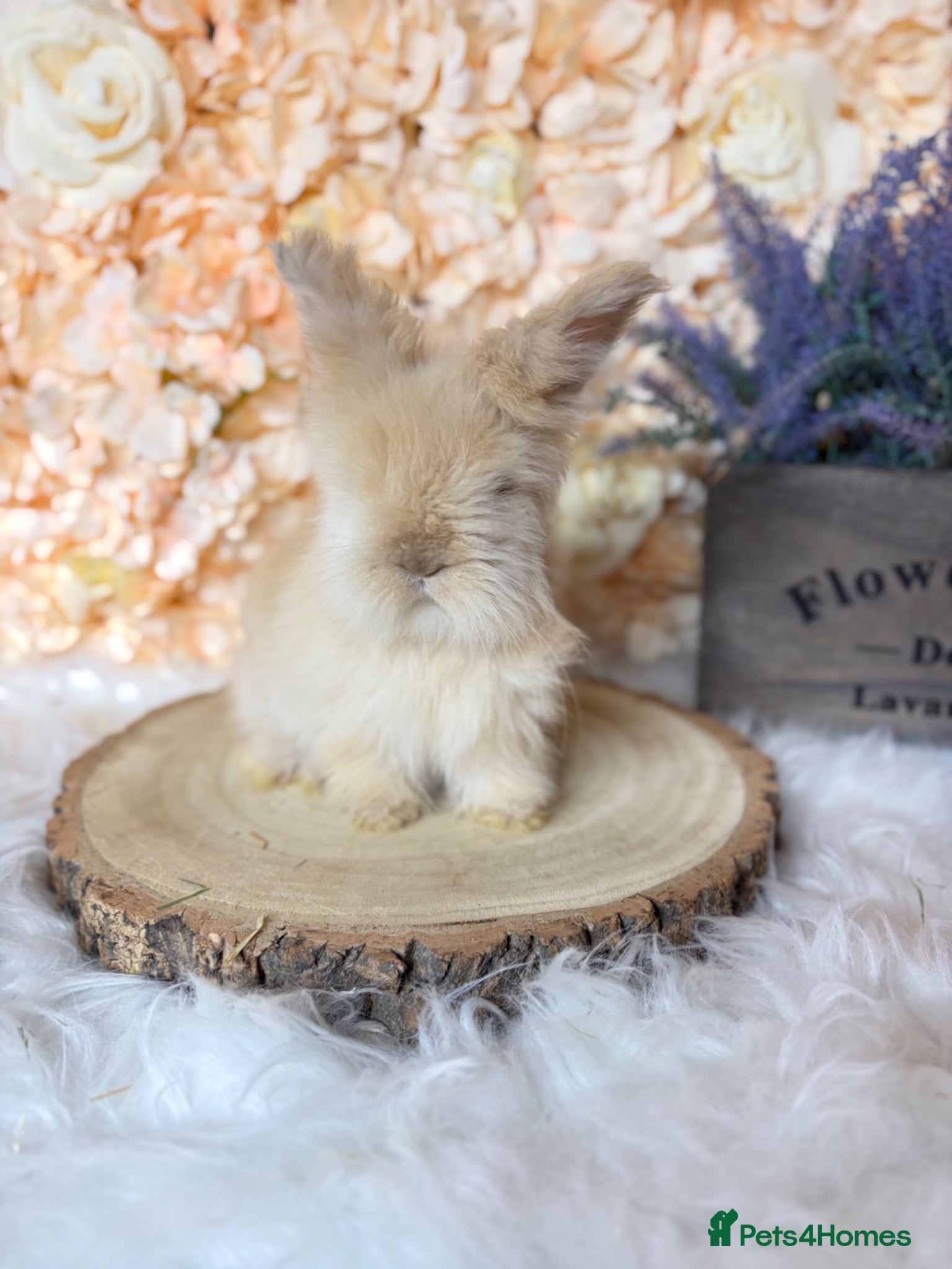 Angora rabbits 🌟 PEDIGREE ENGLISH ANGORA 🌟 - Advert 2