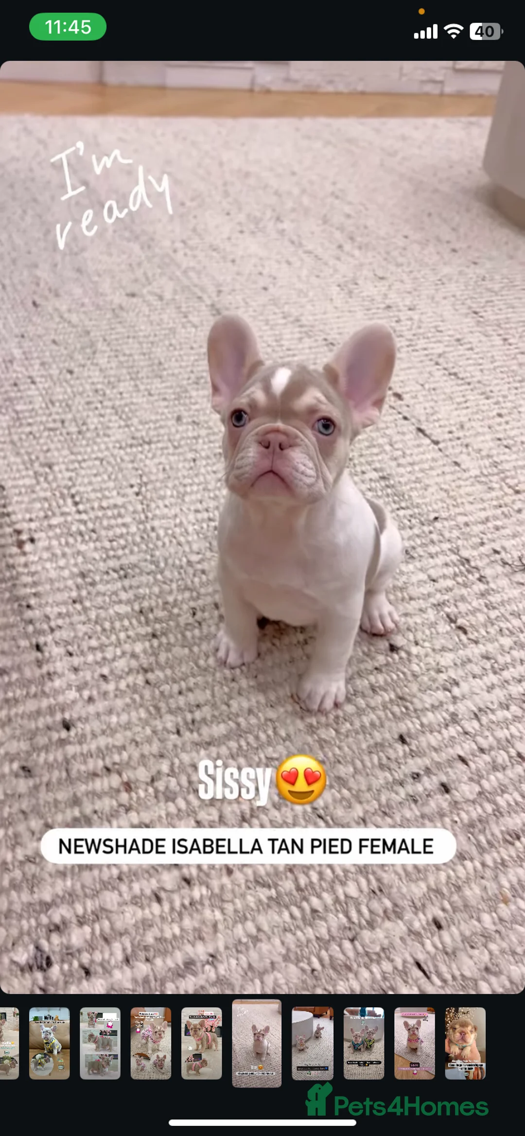 French Bulldog dogs for sale: 🐾 KC Registered French Bulldogs 🐶✨ - Advert 3